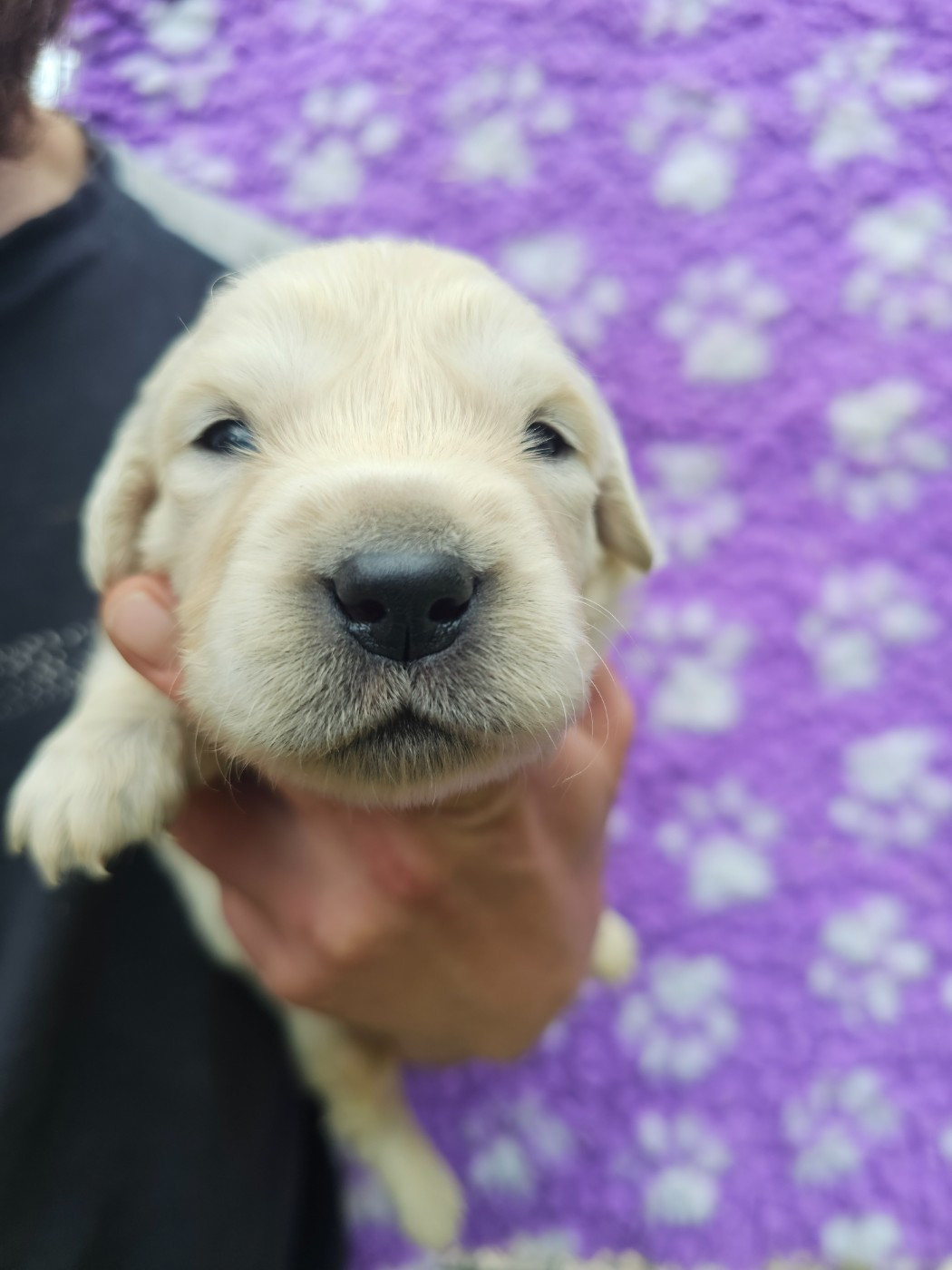 Chiot N°7