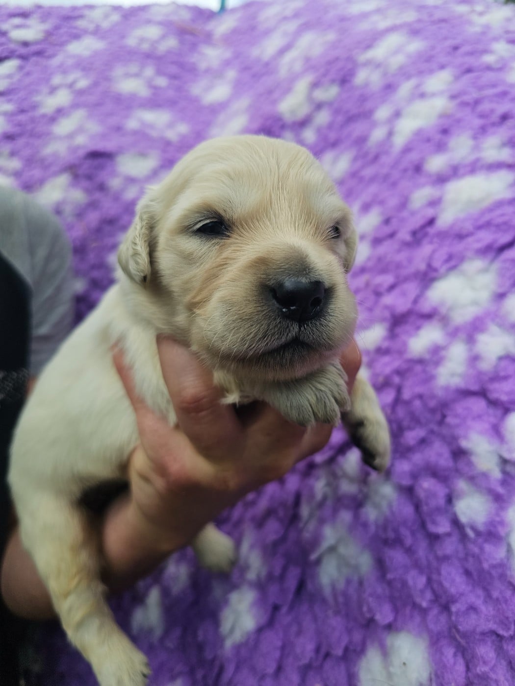 Chiot N°8