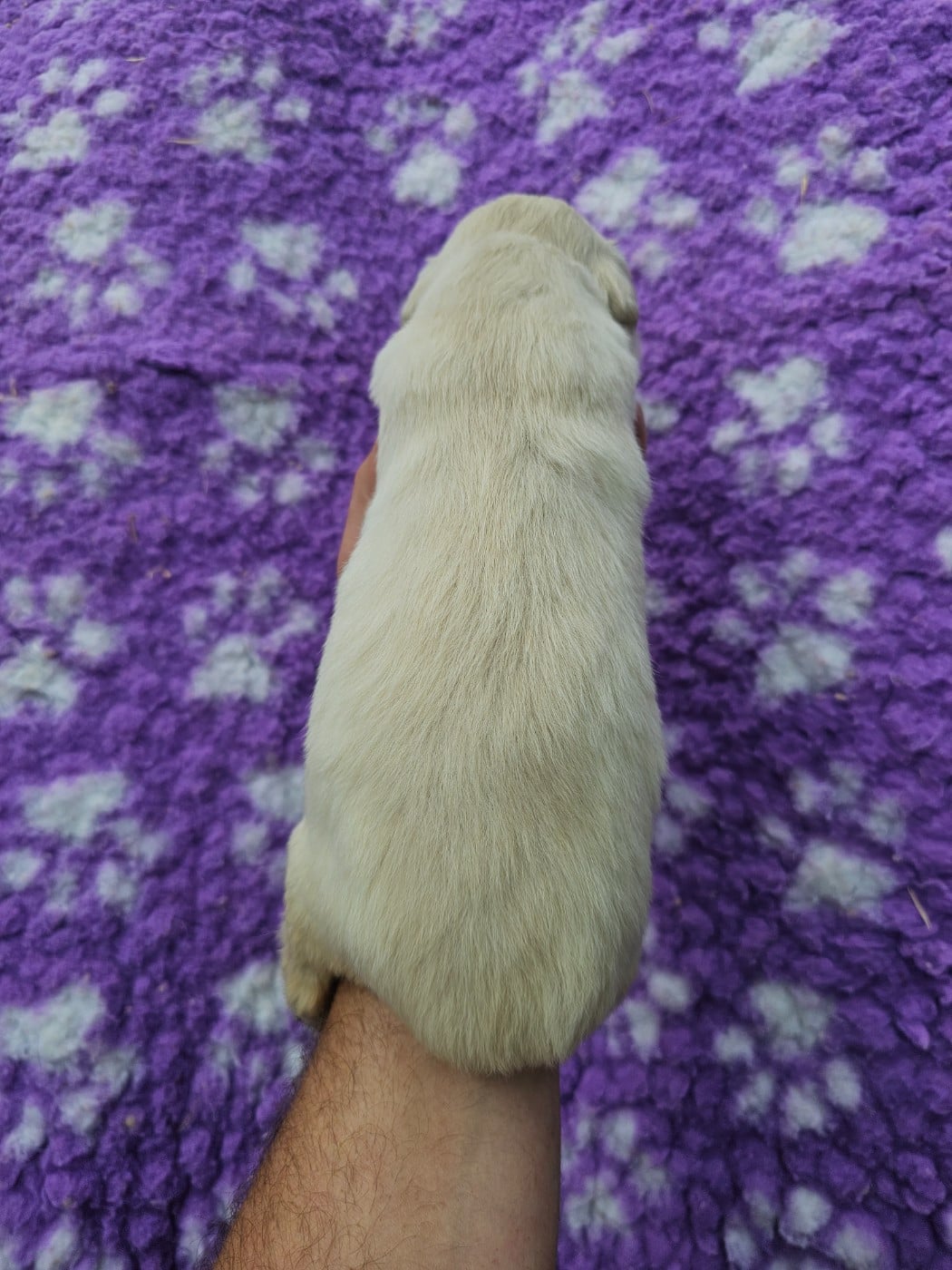 Chiot N°8