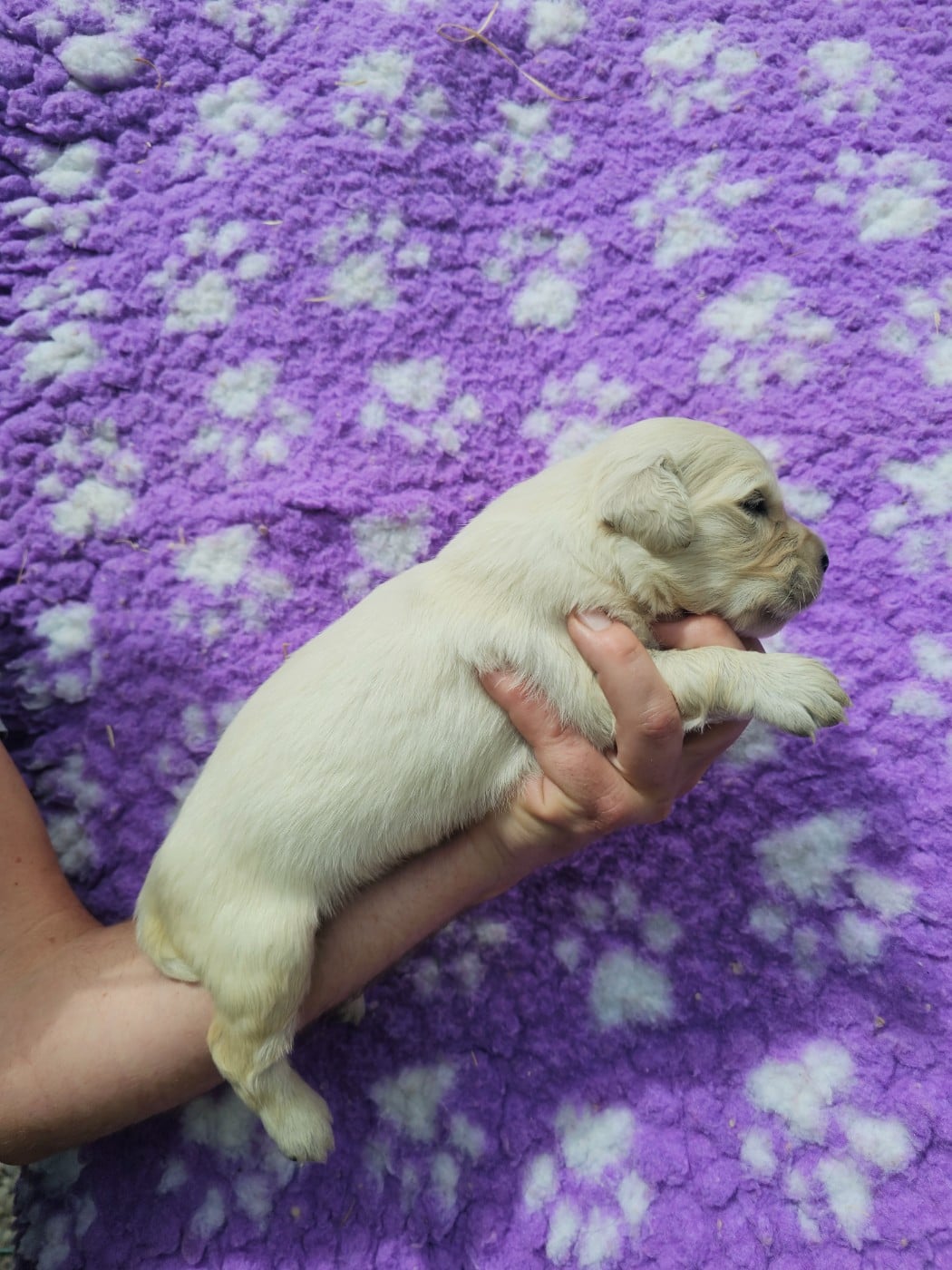 Chiot N°8