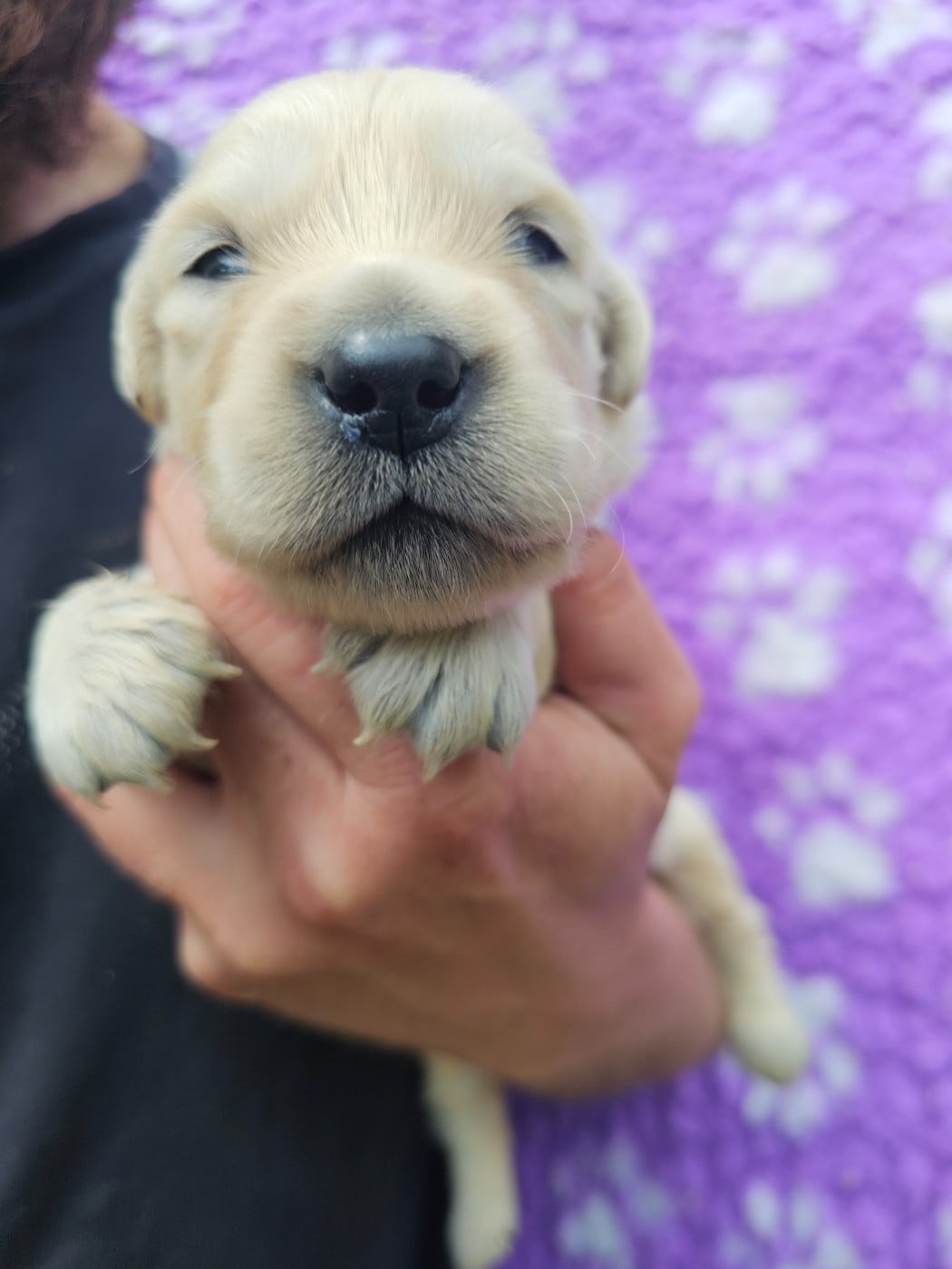 Chiot N°8