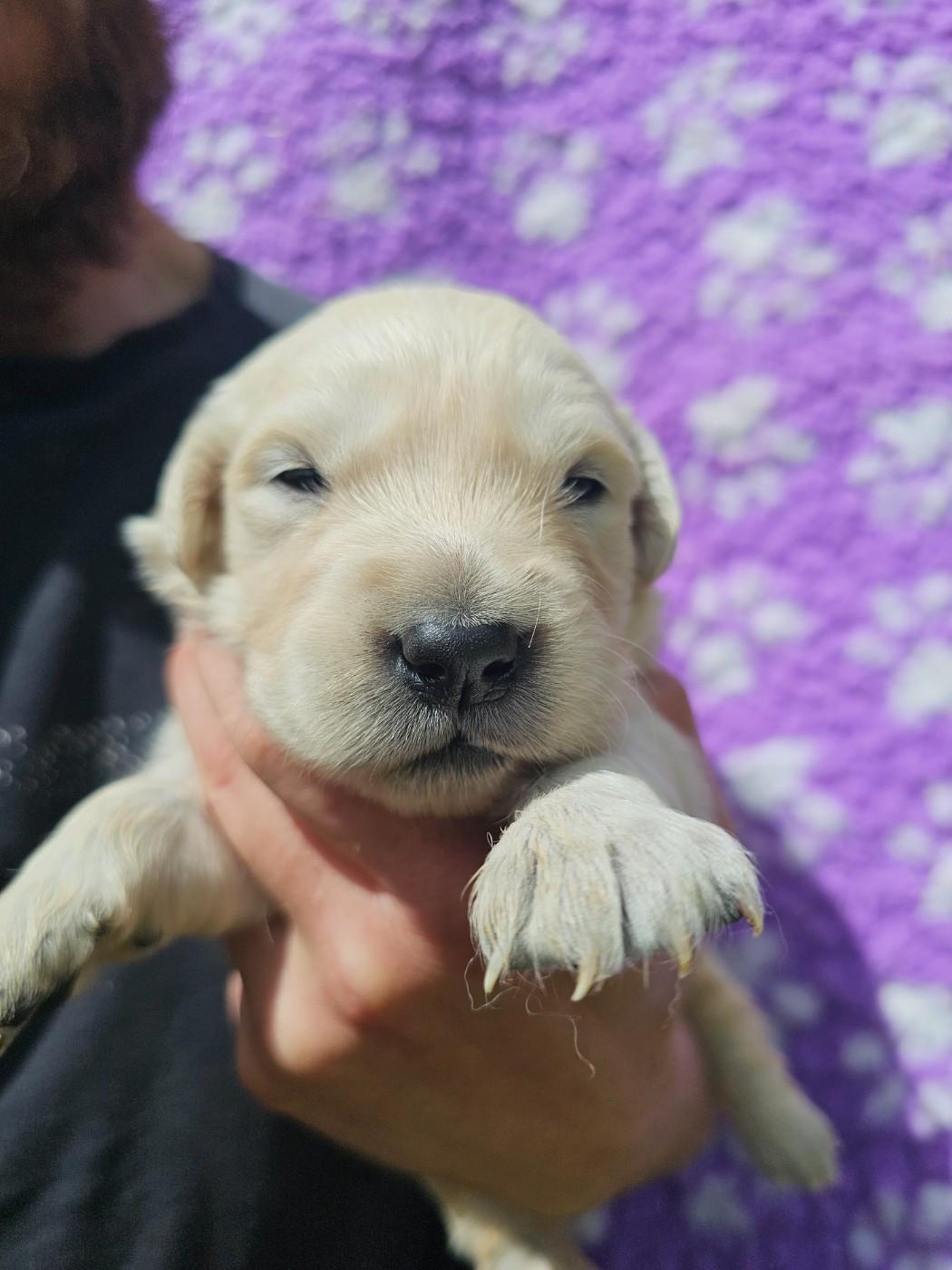 Chiot N°9