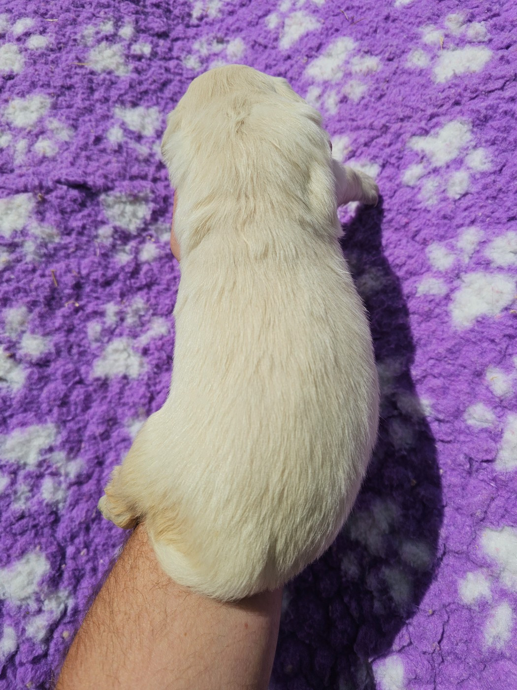 Chiot N°9