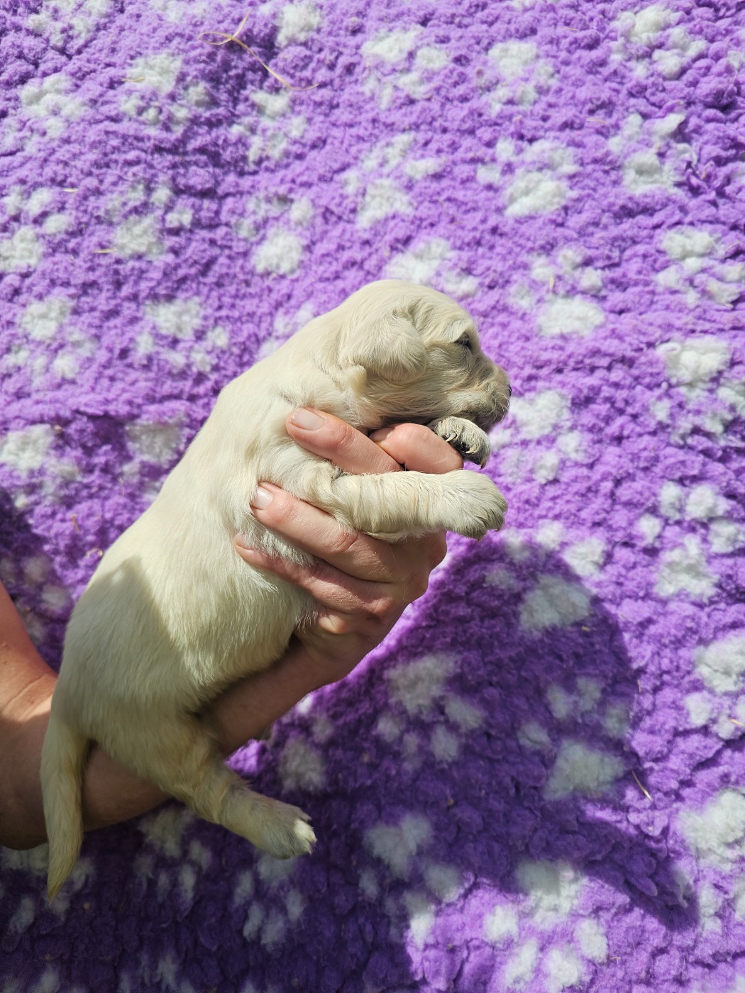 Chiot N°9