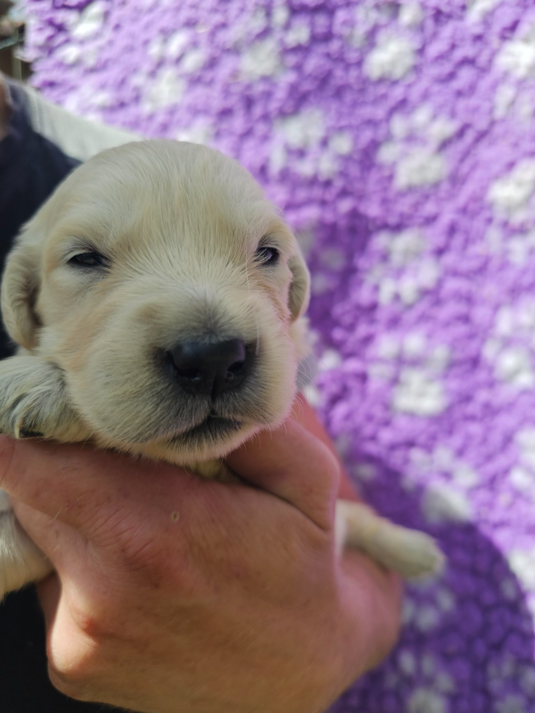Chiot N°9