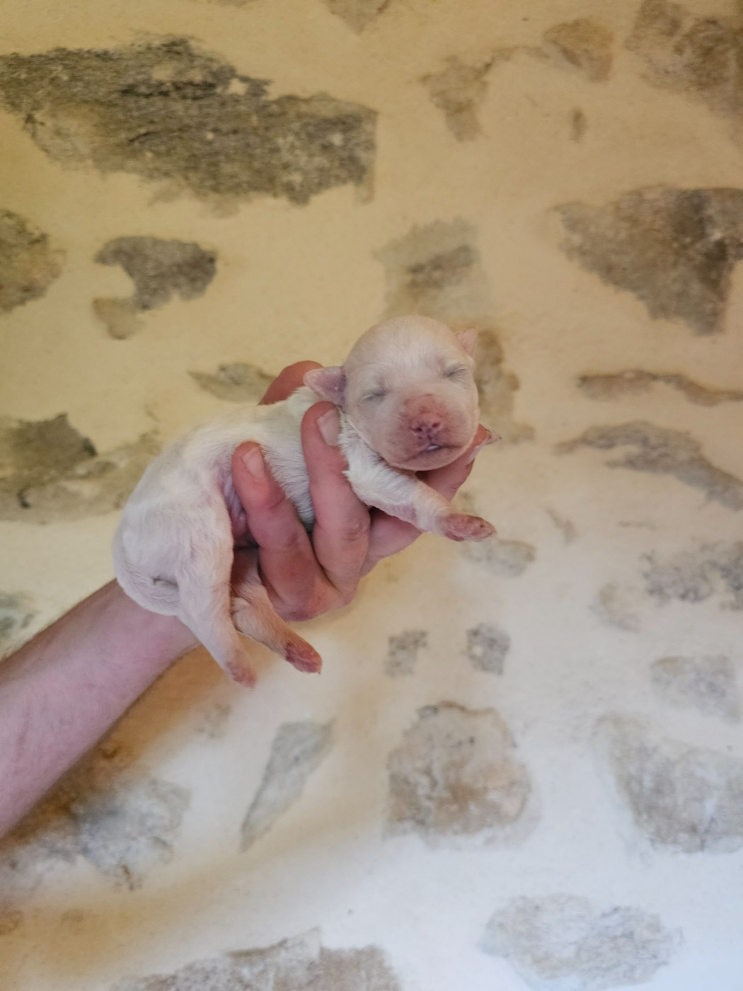 Chiot N°1