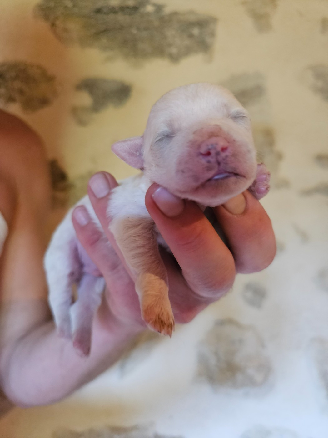 Chiot N°1