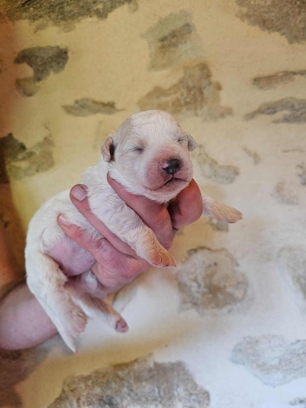 Chiot N°3