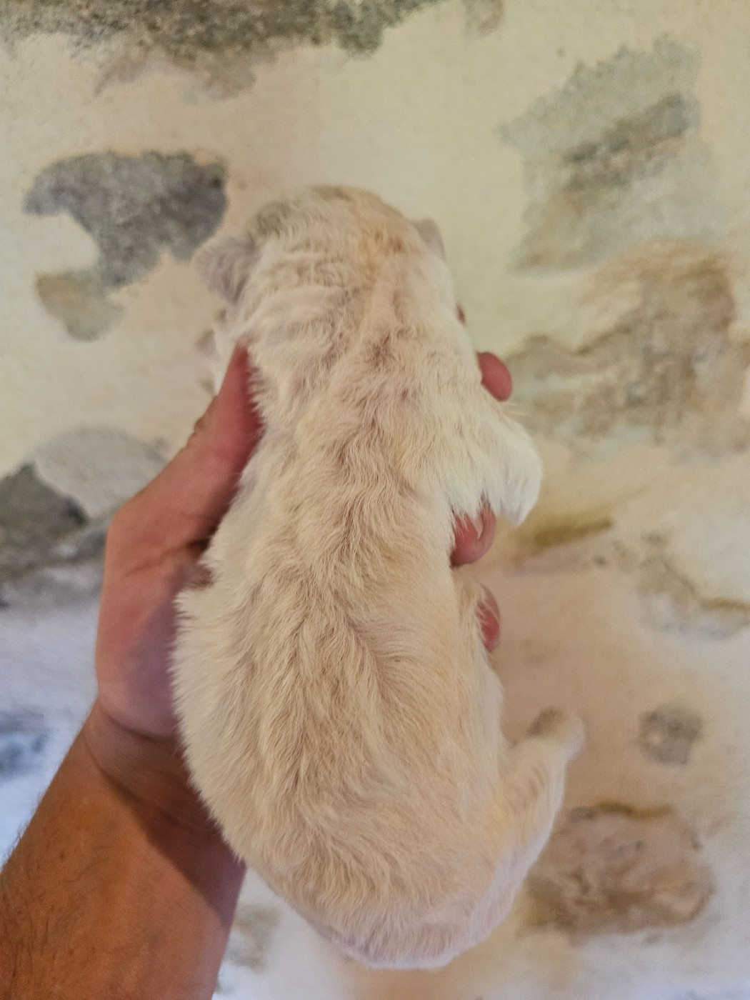 Chiot N°3