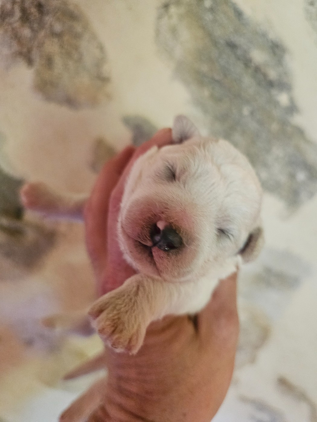 Chiot N°3