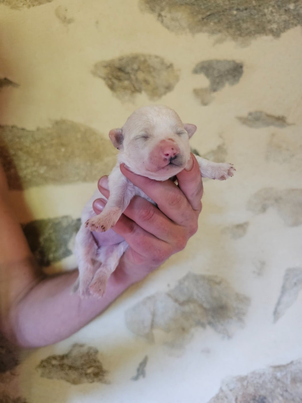Chiot N°4