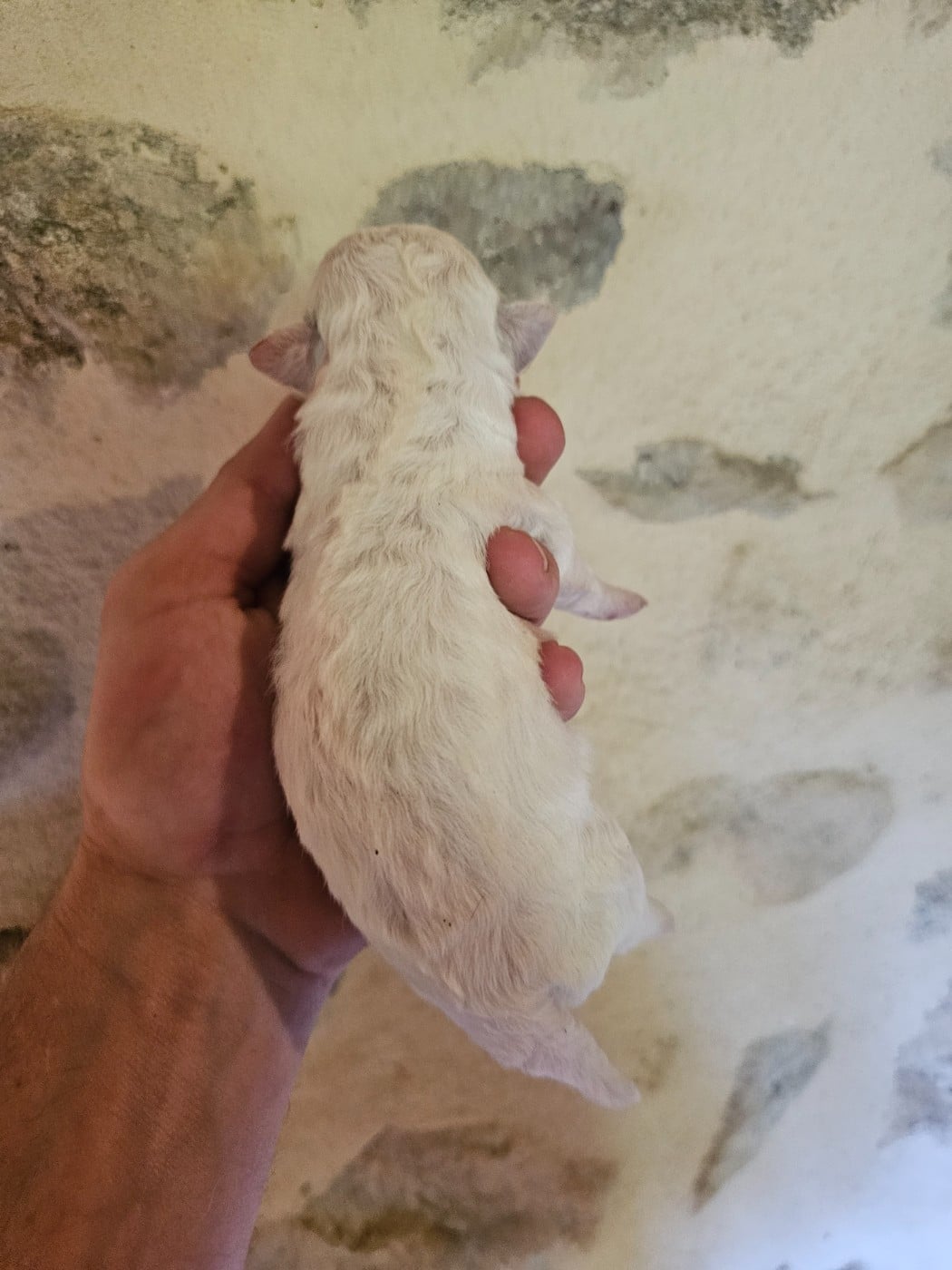 Chiot N°4
