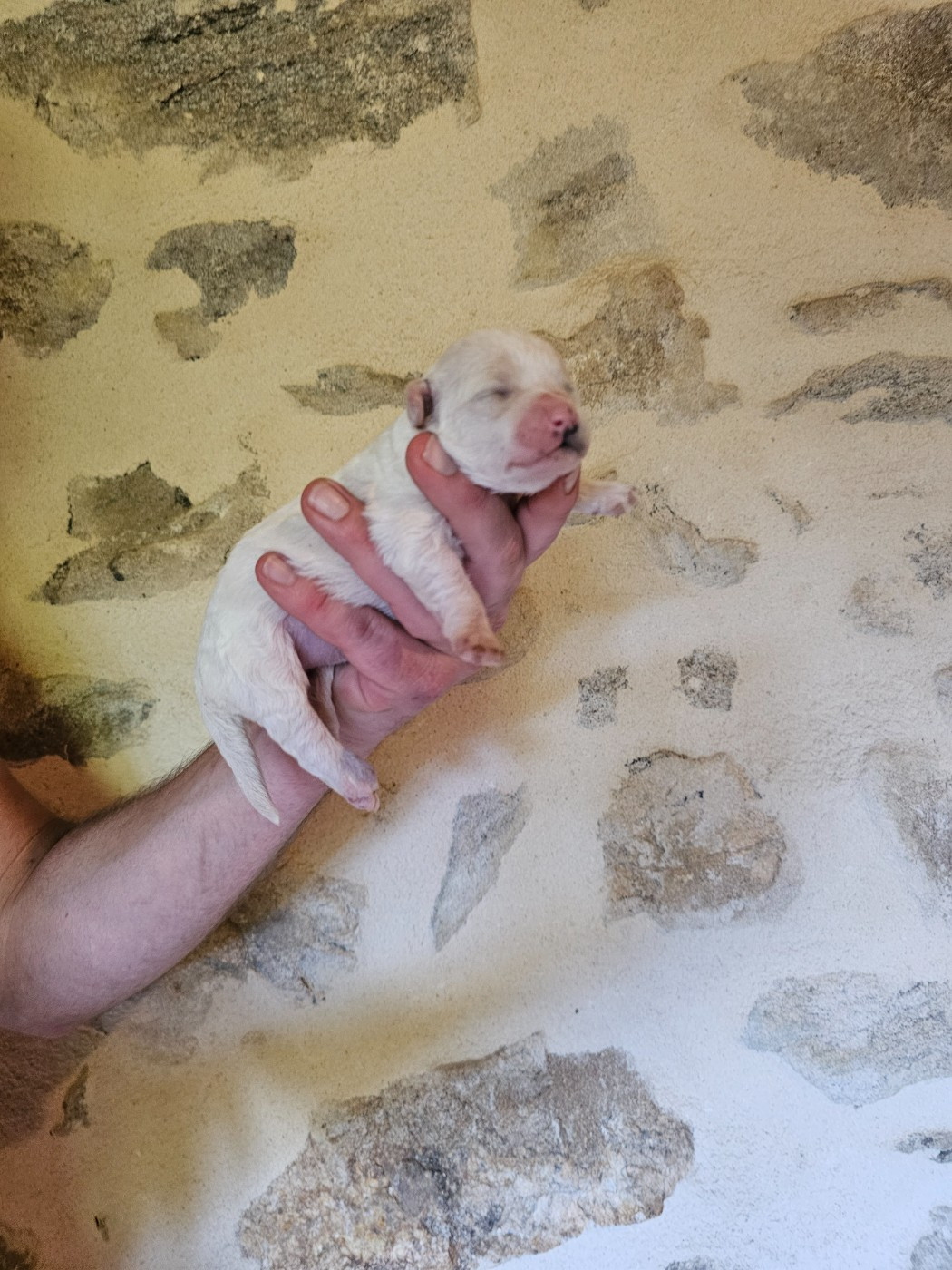 Chiot N°4