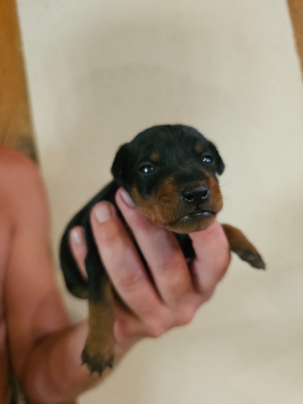 Chiot N°3