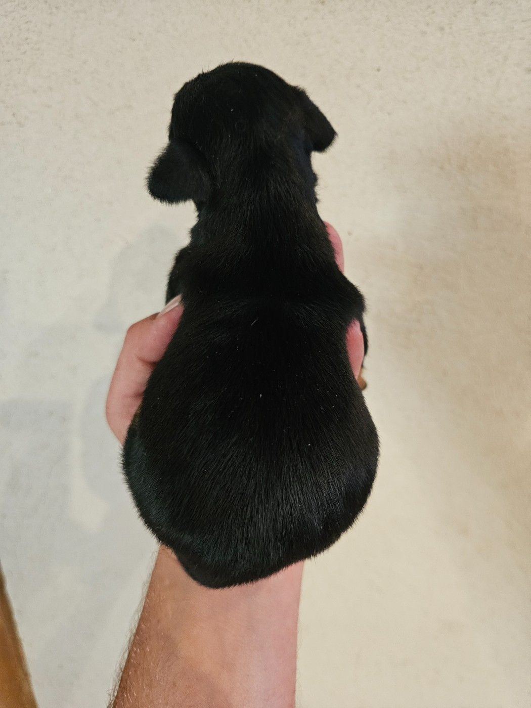 Chiot N°3