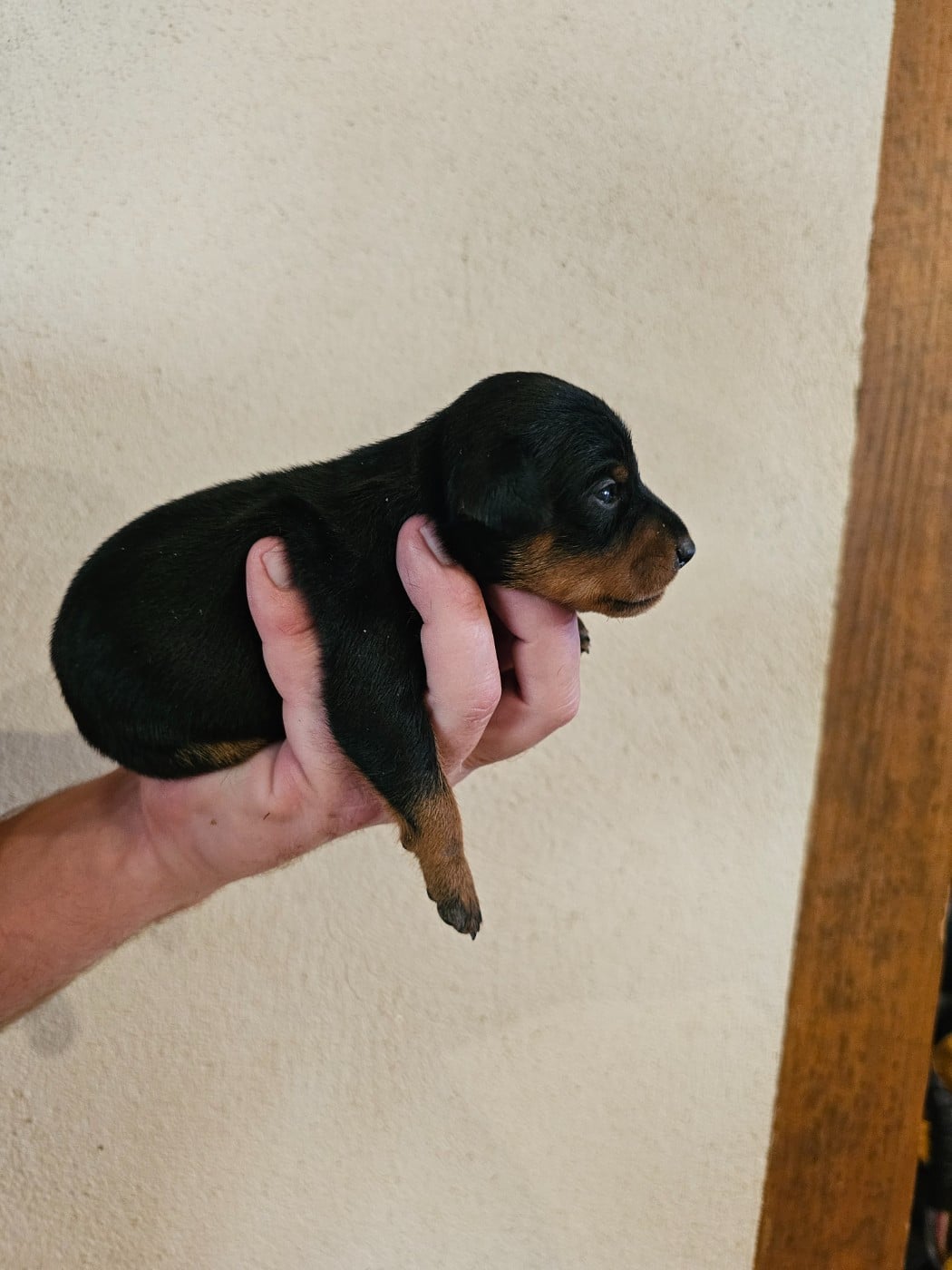 Chiot N°3