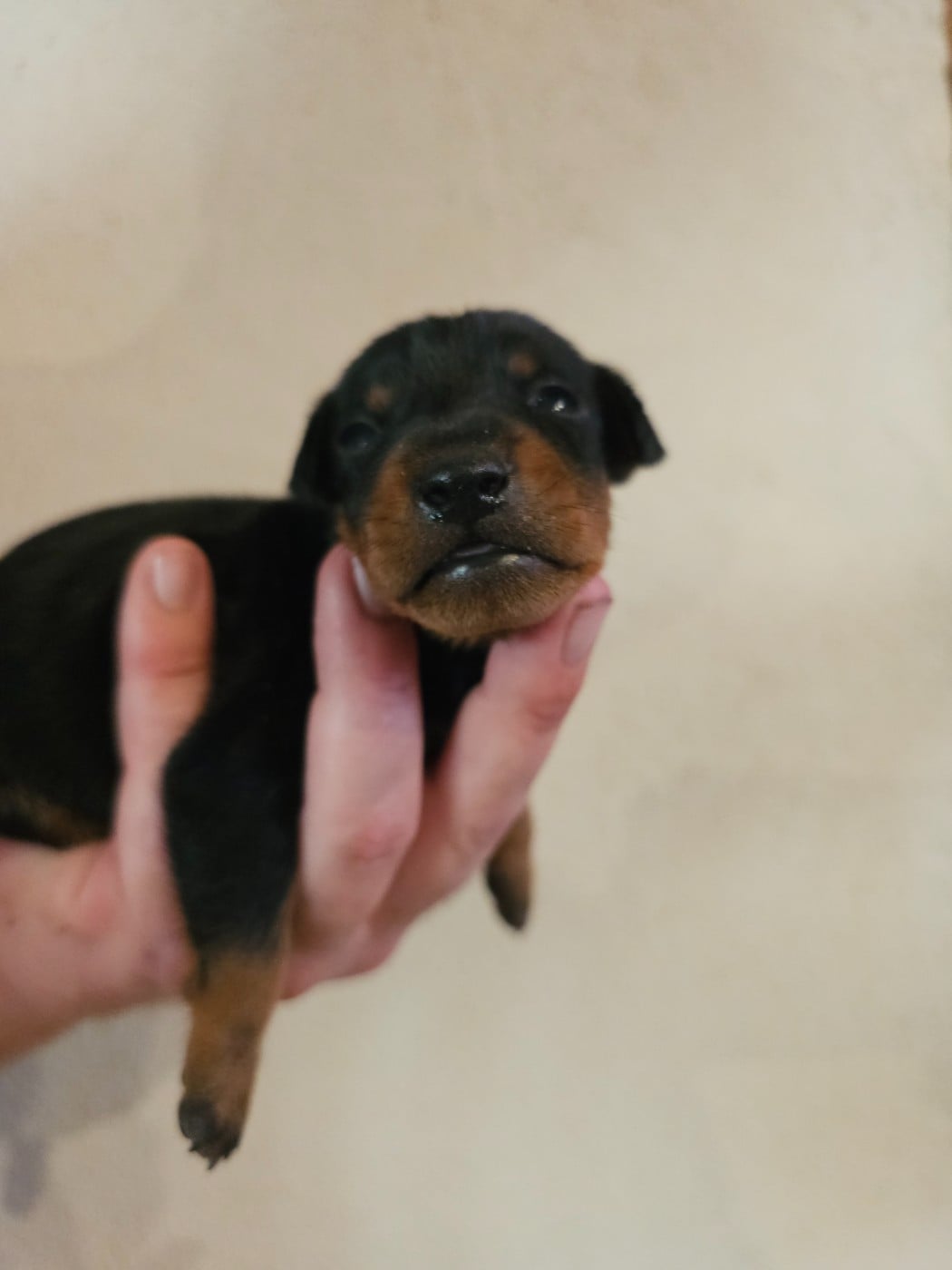 Chiot N°3