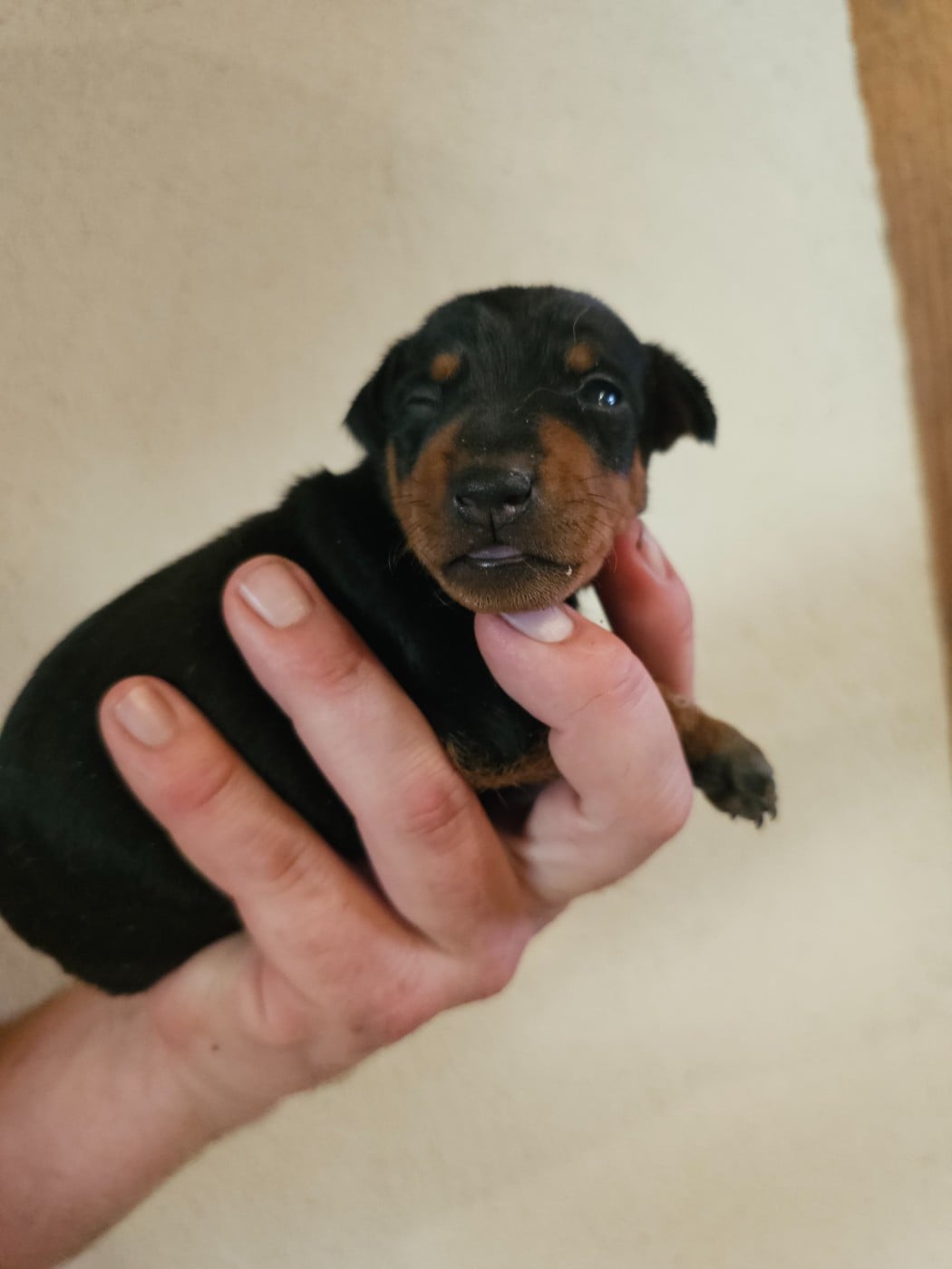 Chiot N°4