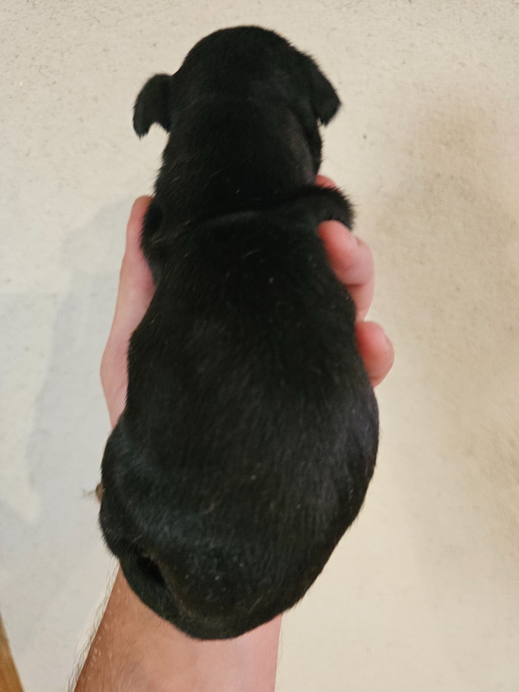 Chiot N°4