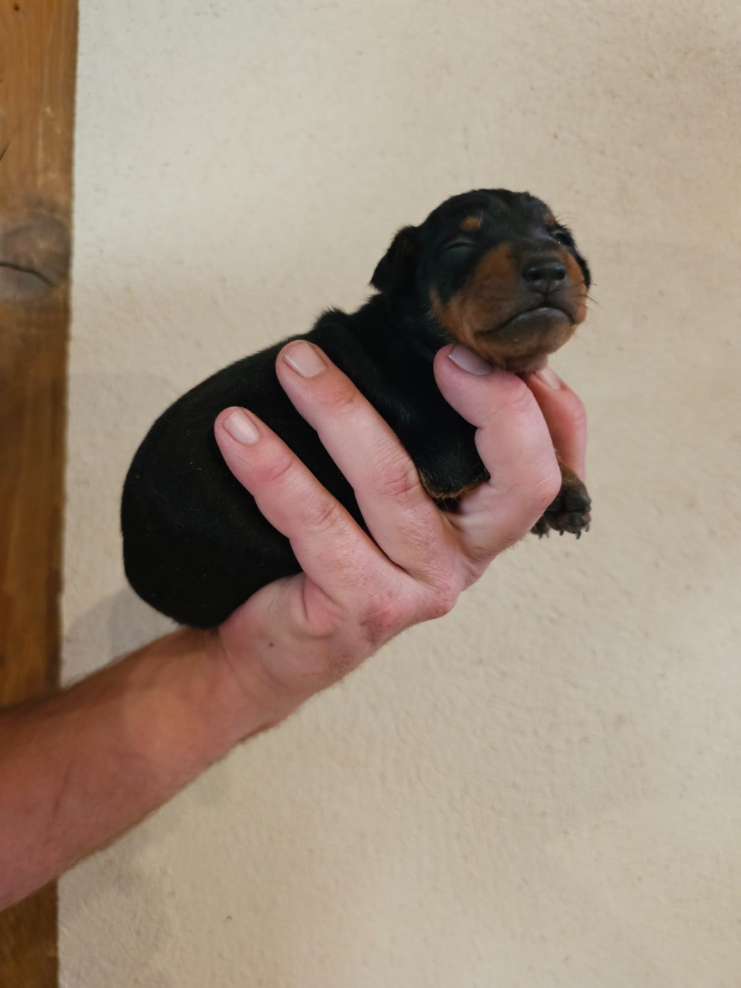 Chiot N°4