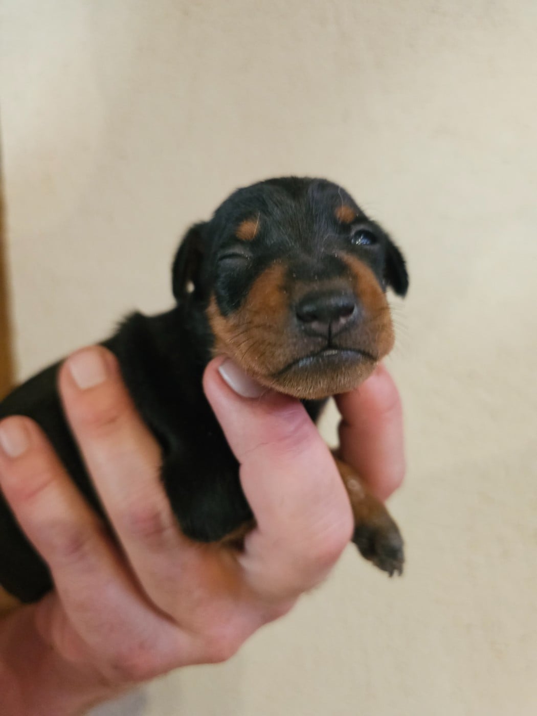 Chiot N°4
