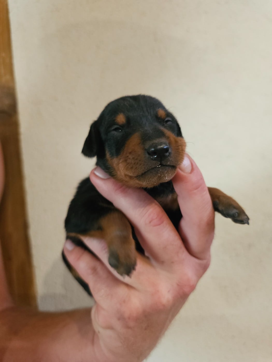 Chiot N°5