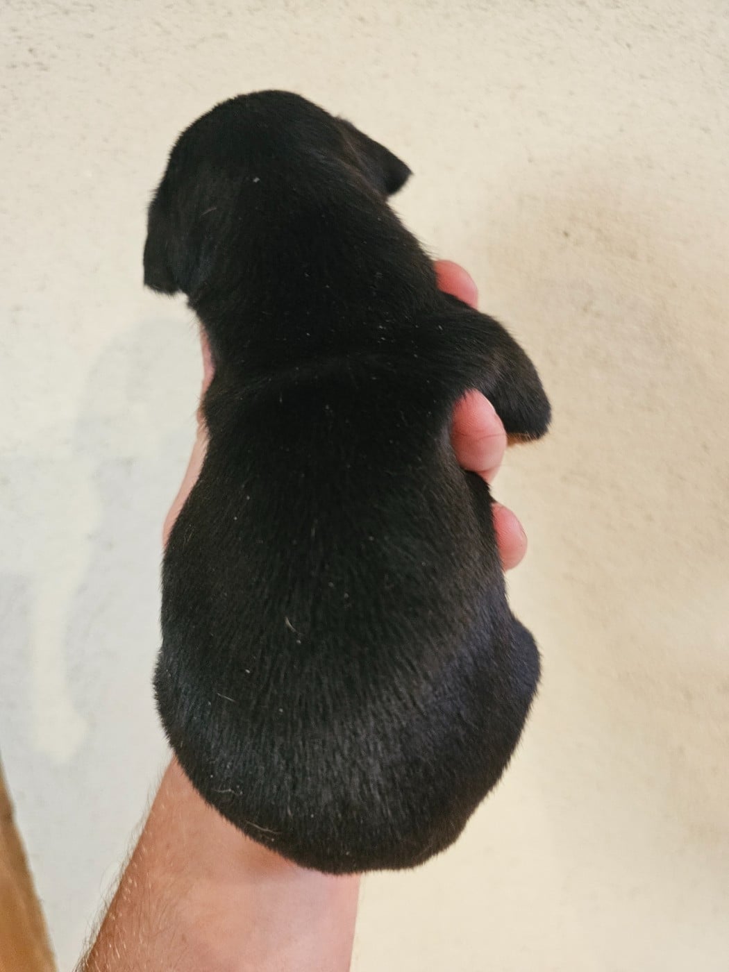 Chiot N°5