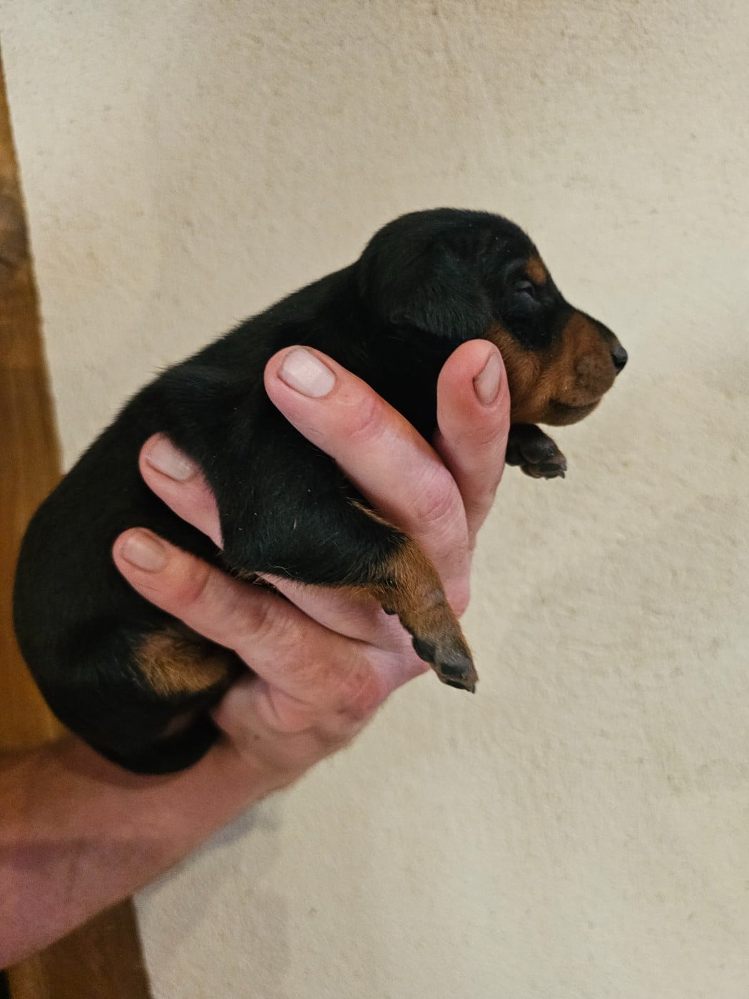 Chiot N°5