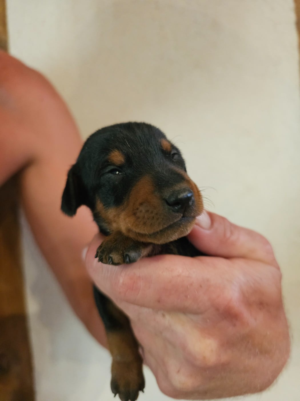 Chiot N°5