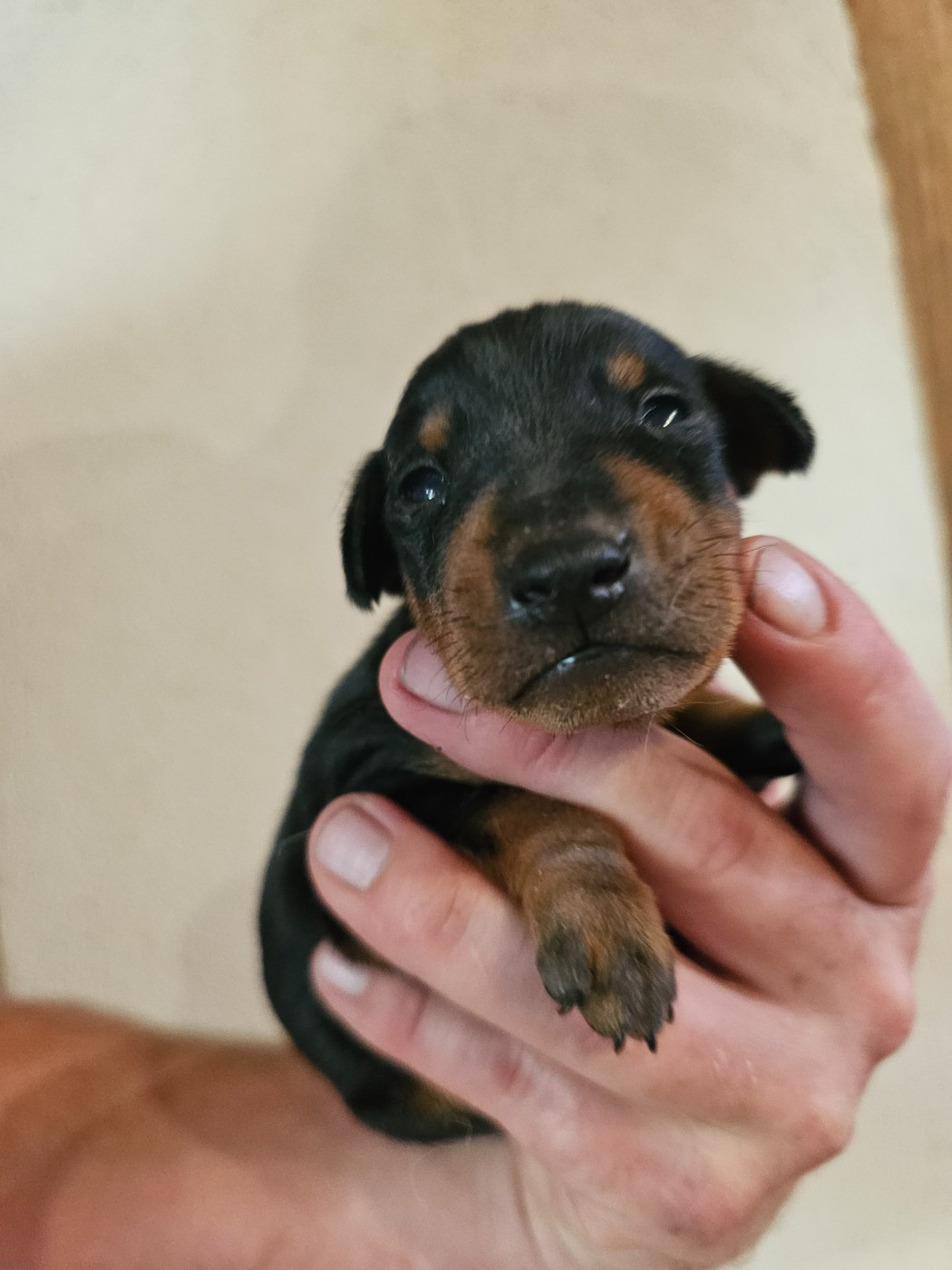 Chiot N°1