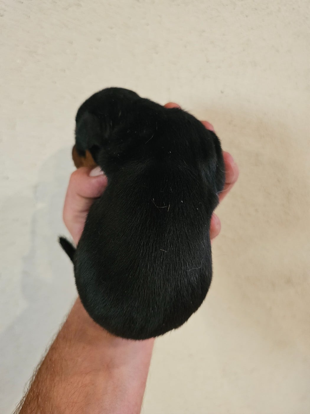 Chiot N°1