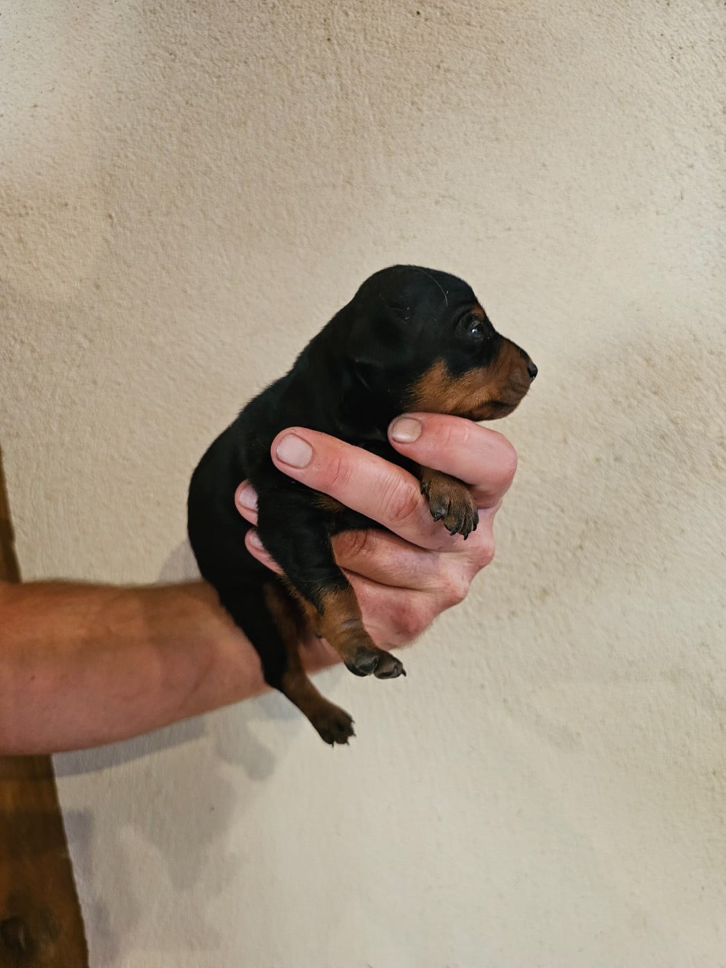 Chiot N°1