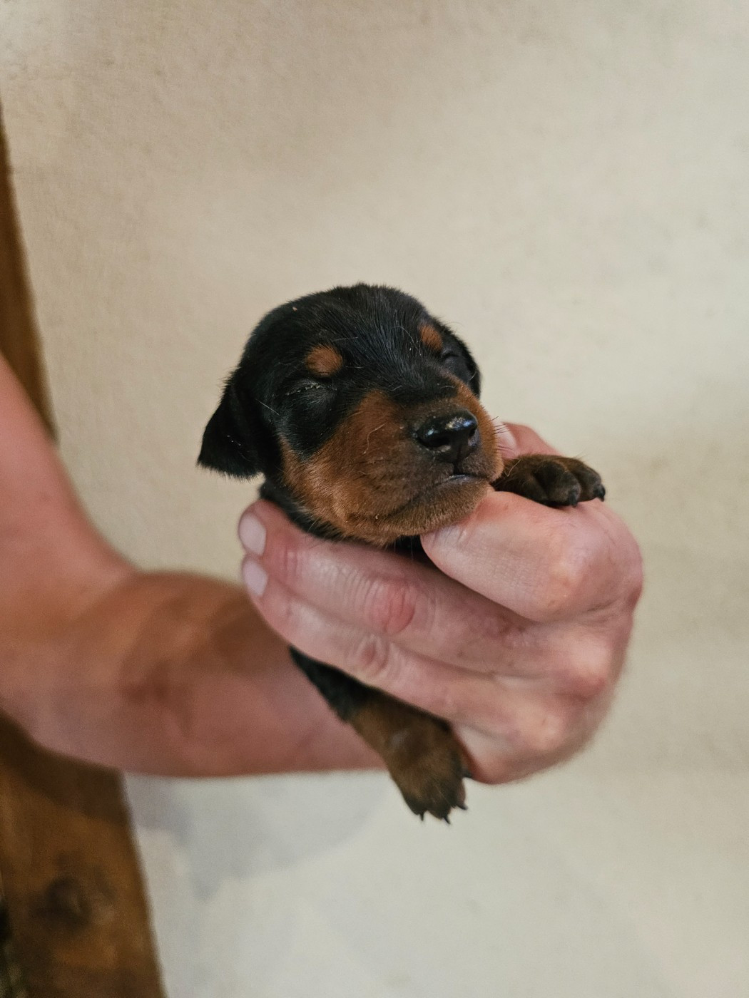 Chiot N°2