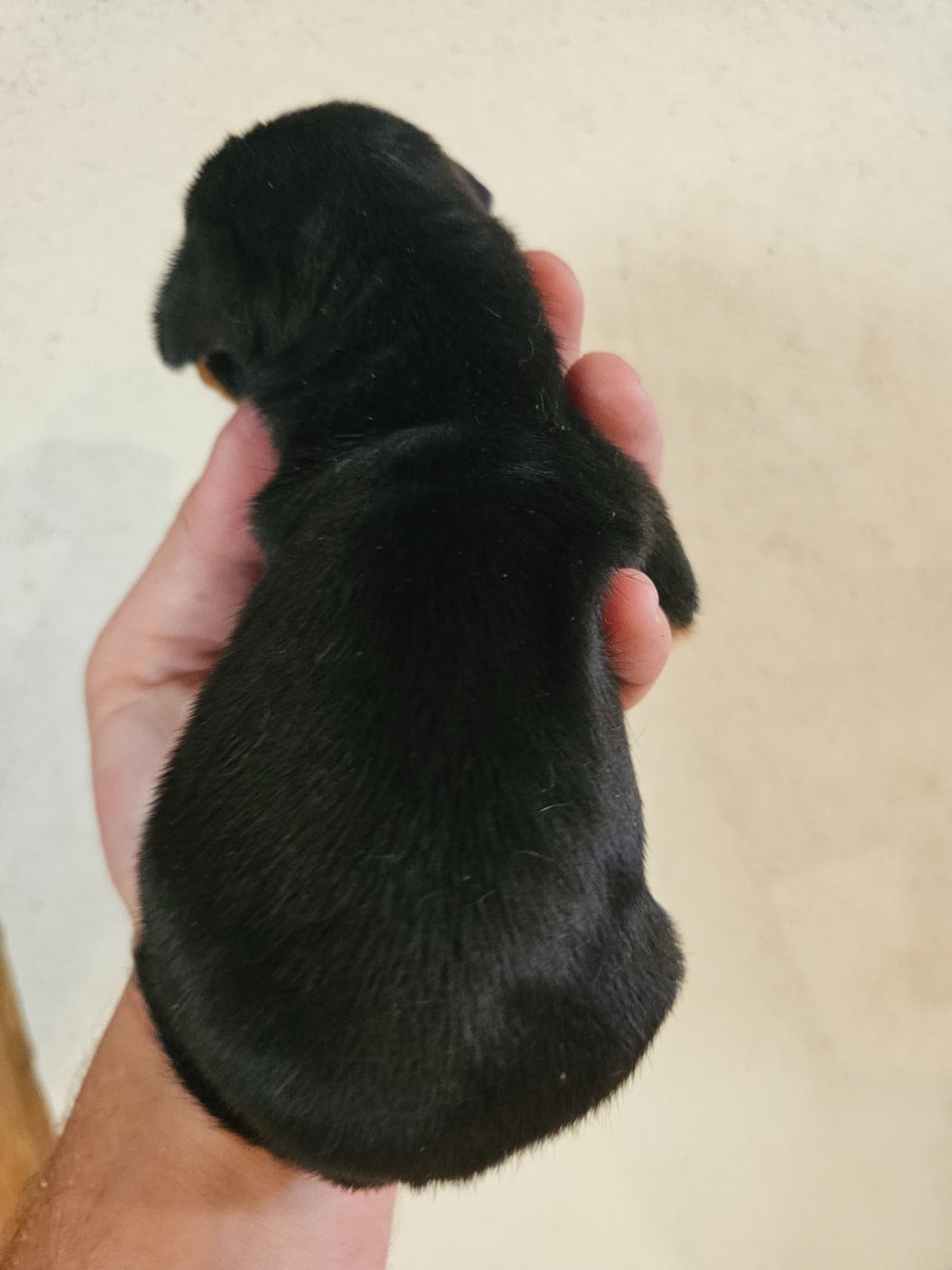 Chiot N°2