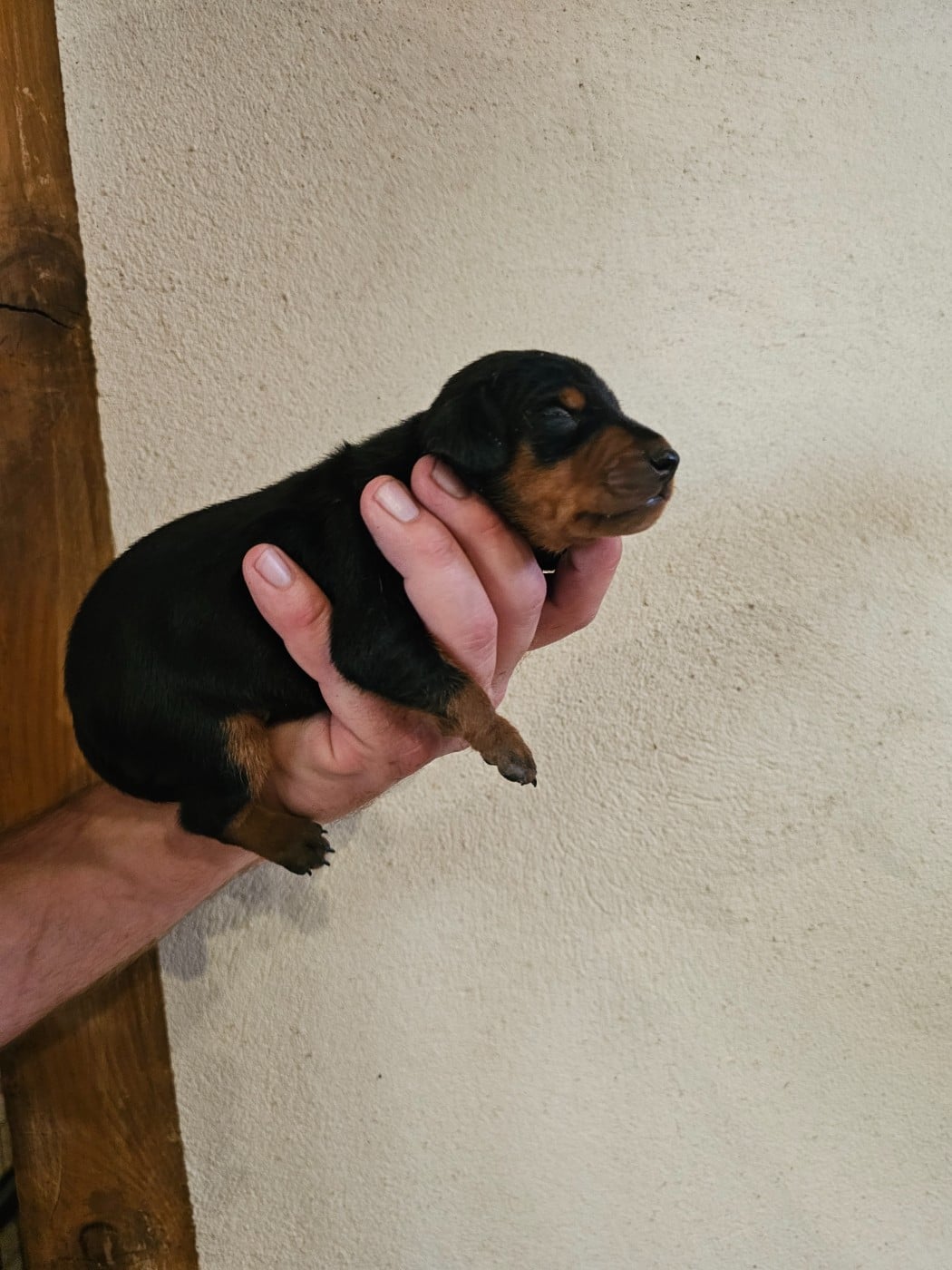 Chiot N°2