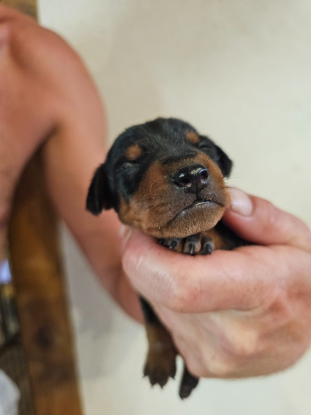 Chiot N°2