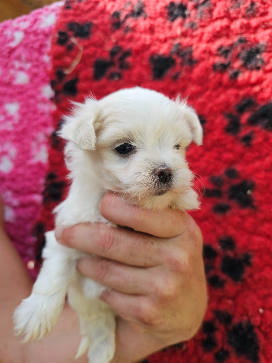 Chiot N°1