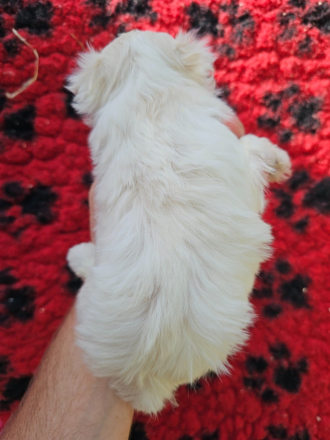 Chiot N°1