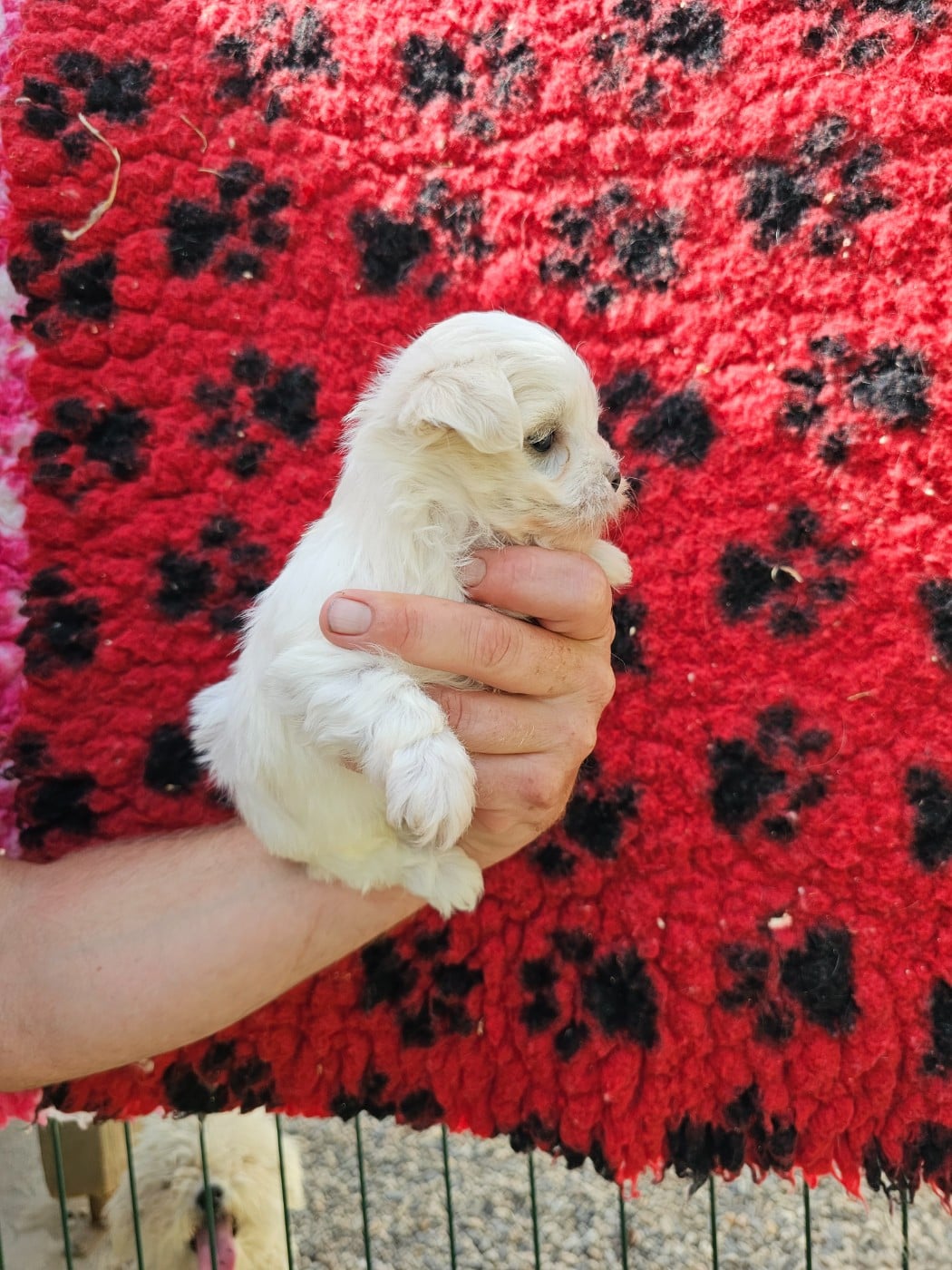 Chiot N°1