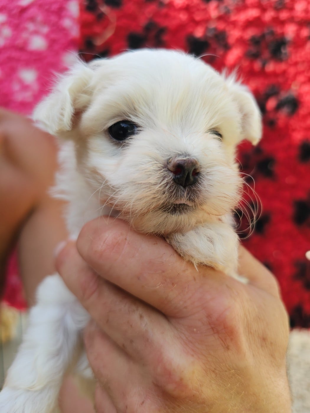 Chiot N°1