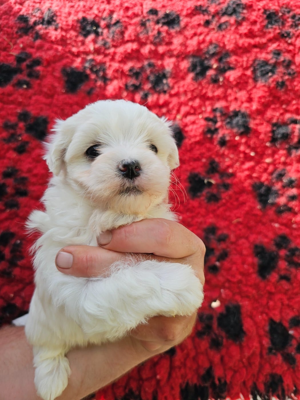 Chiot N°2