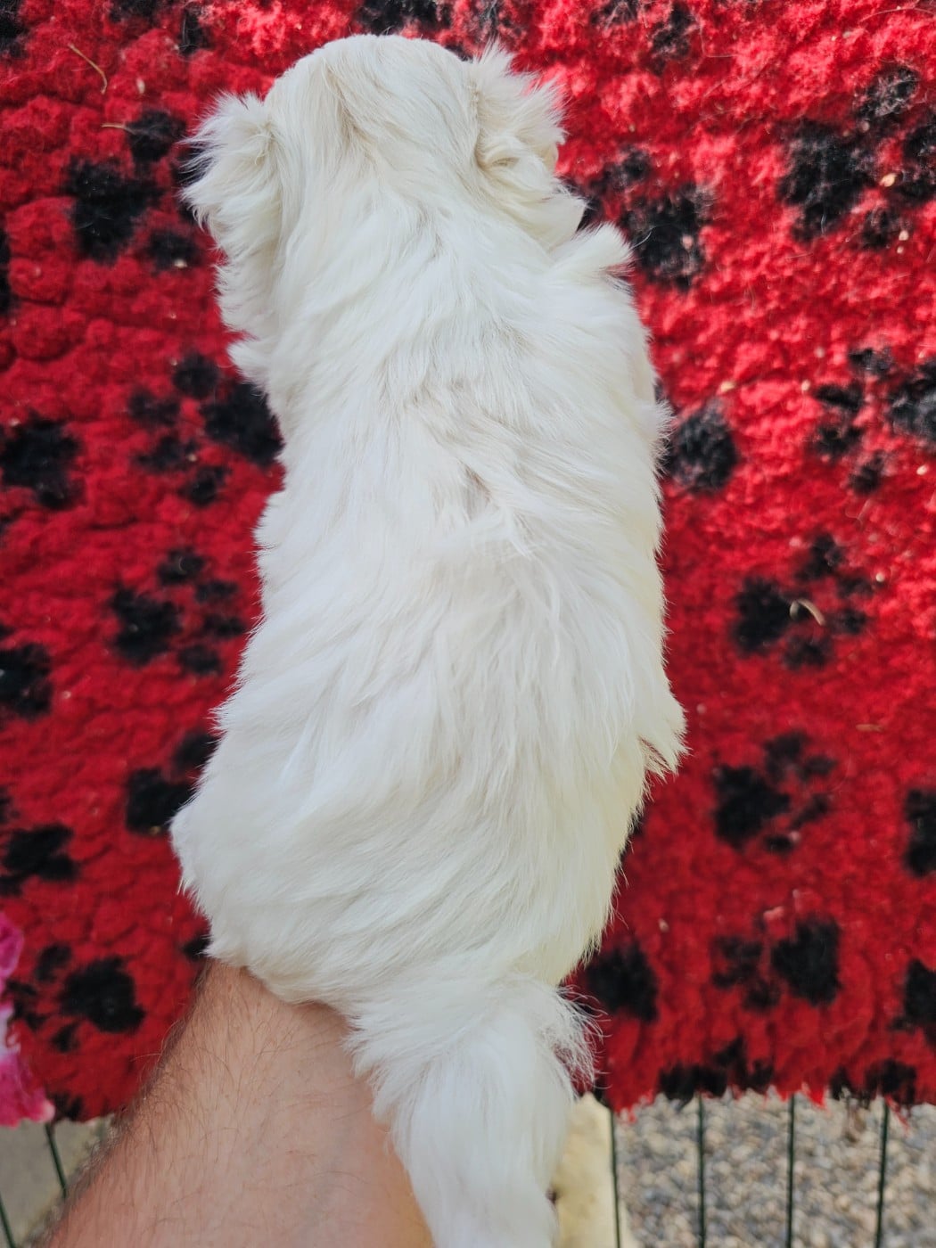 Chiot N°2