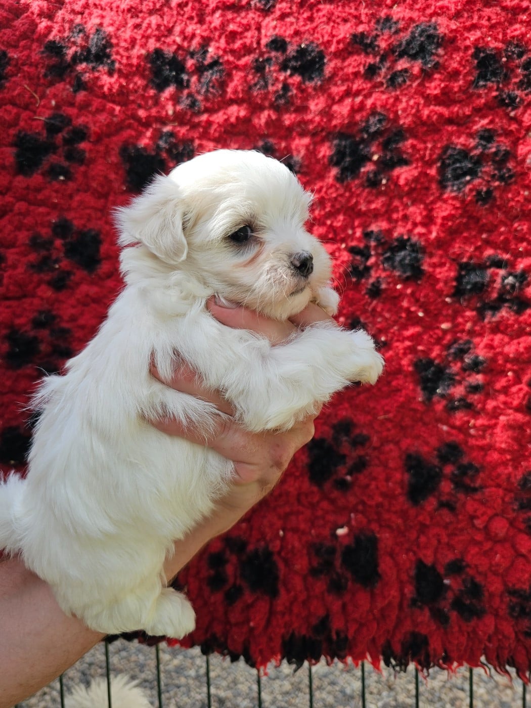Chiot N°2