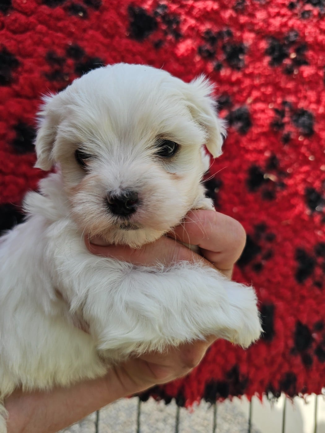 Chiot N°2