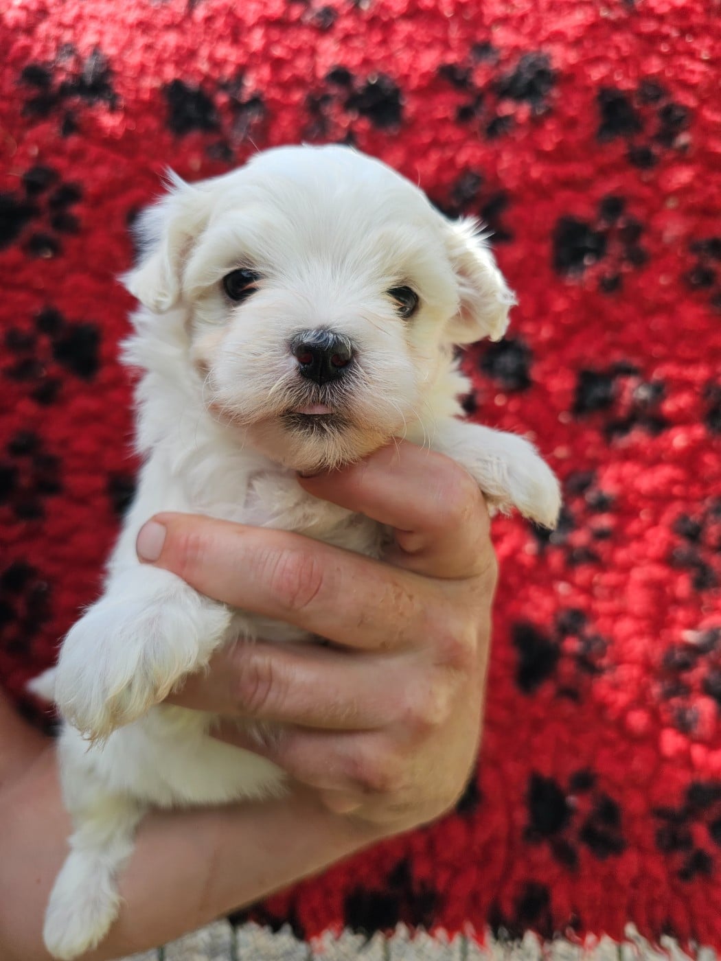 Chiot N°3