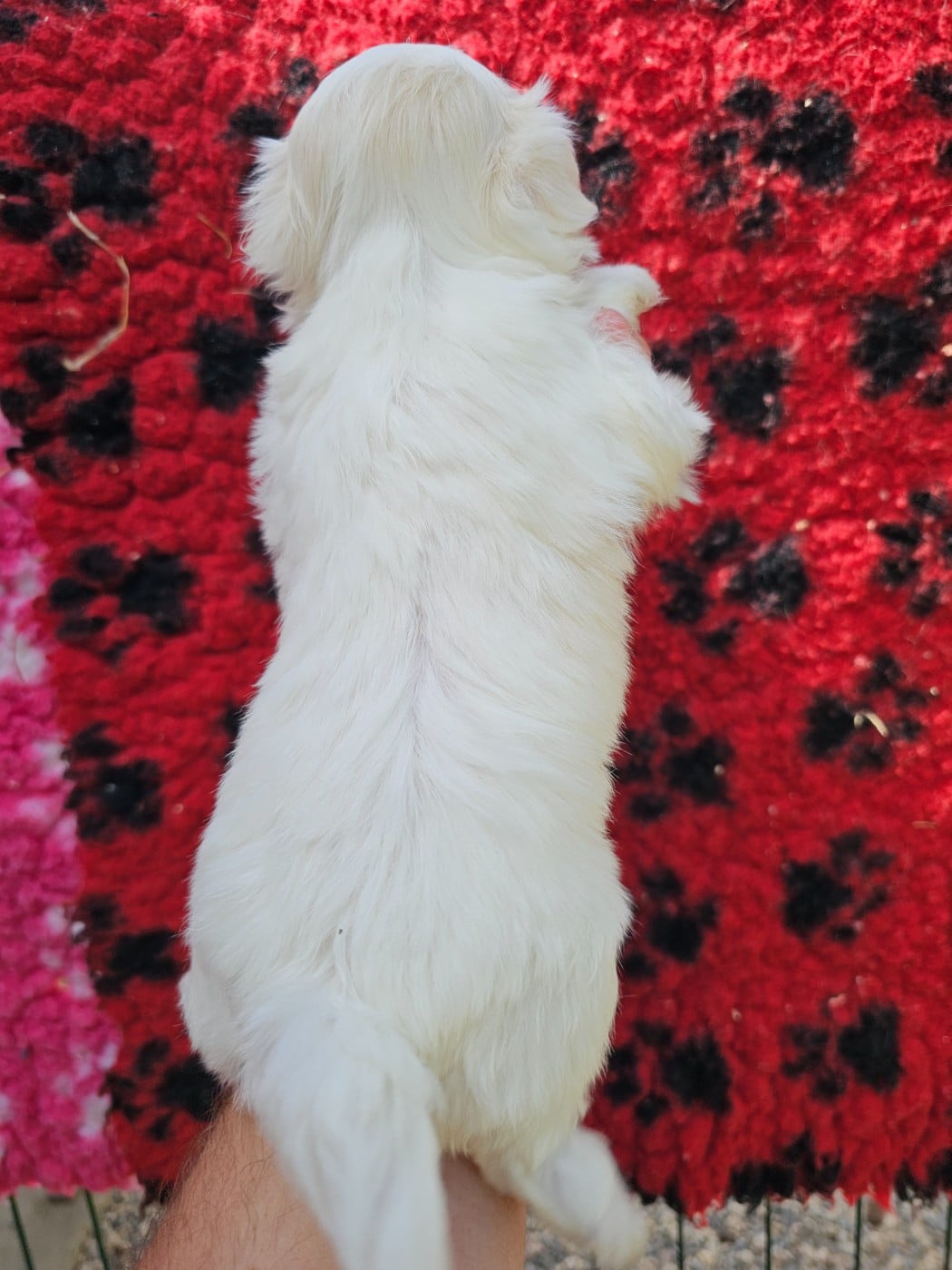 Chiot N°3
