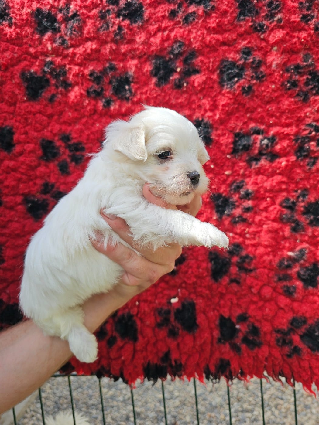 Chiot N°3