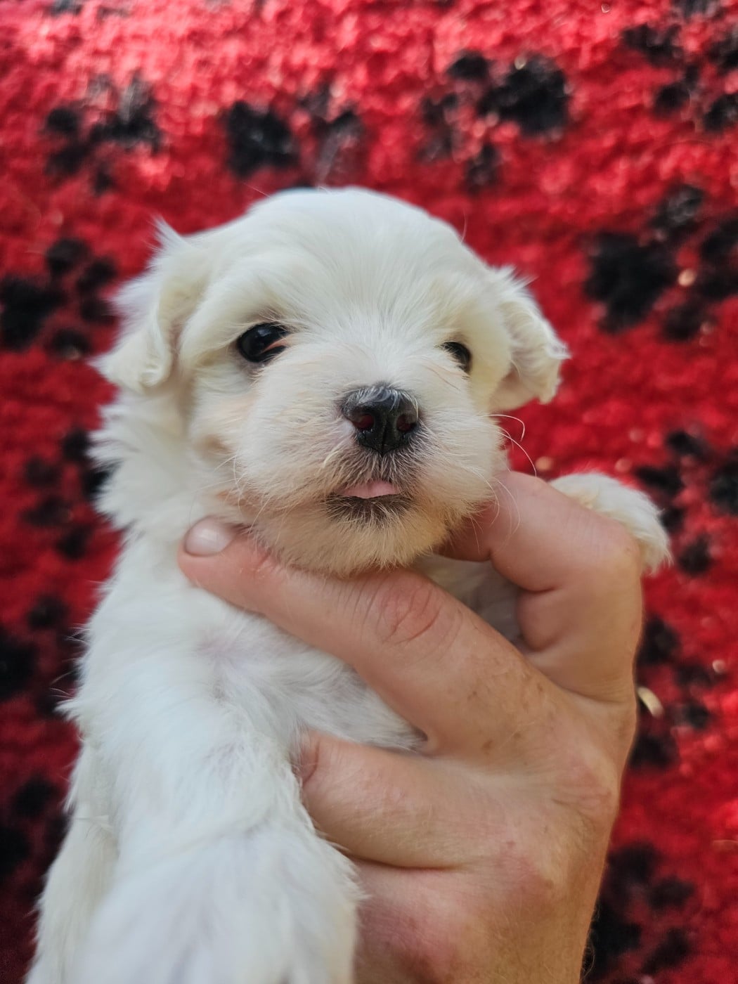 Chiot N°3