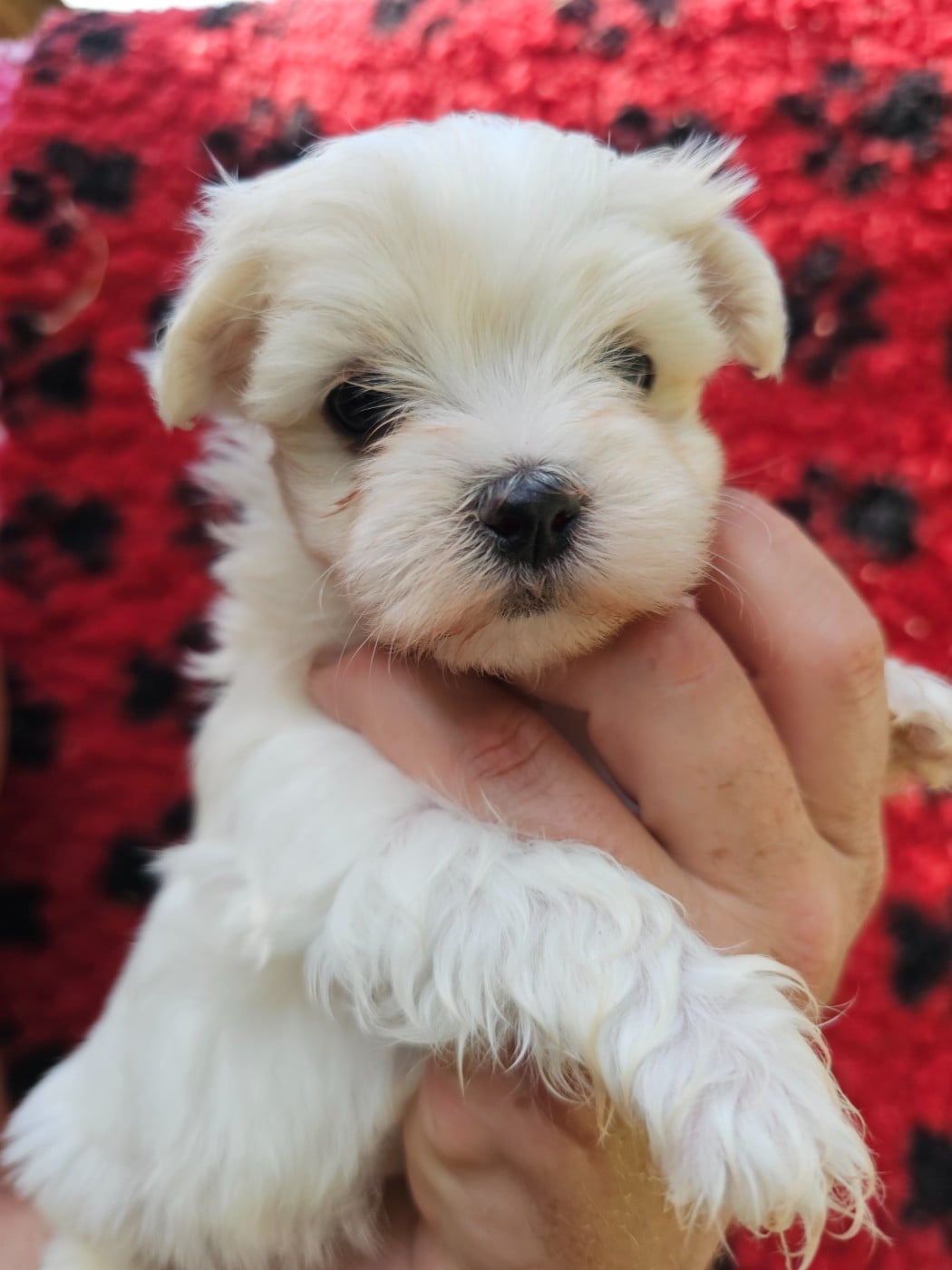 Chiot N°4