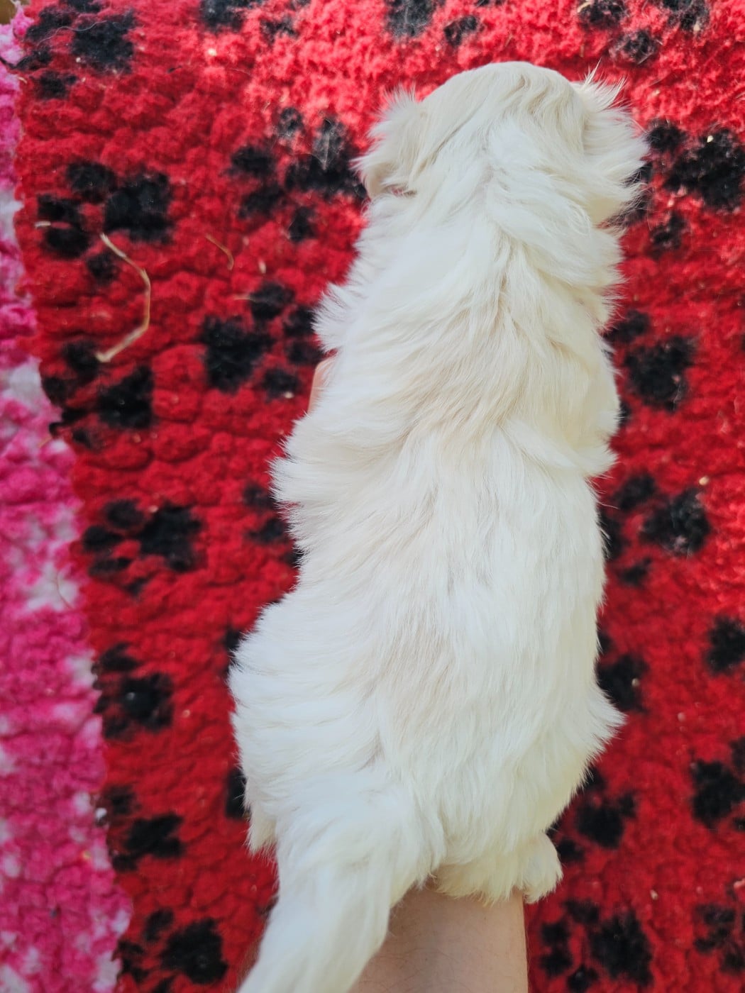Chiot N°4